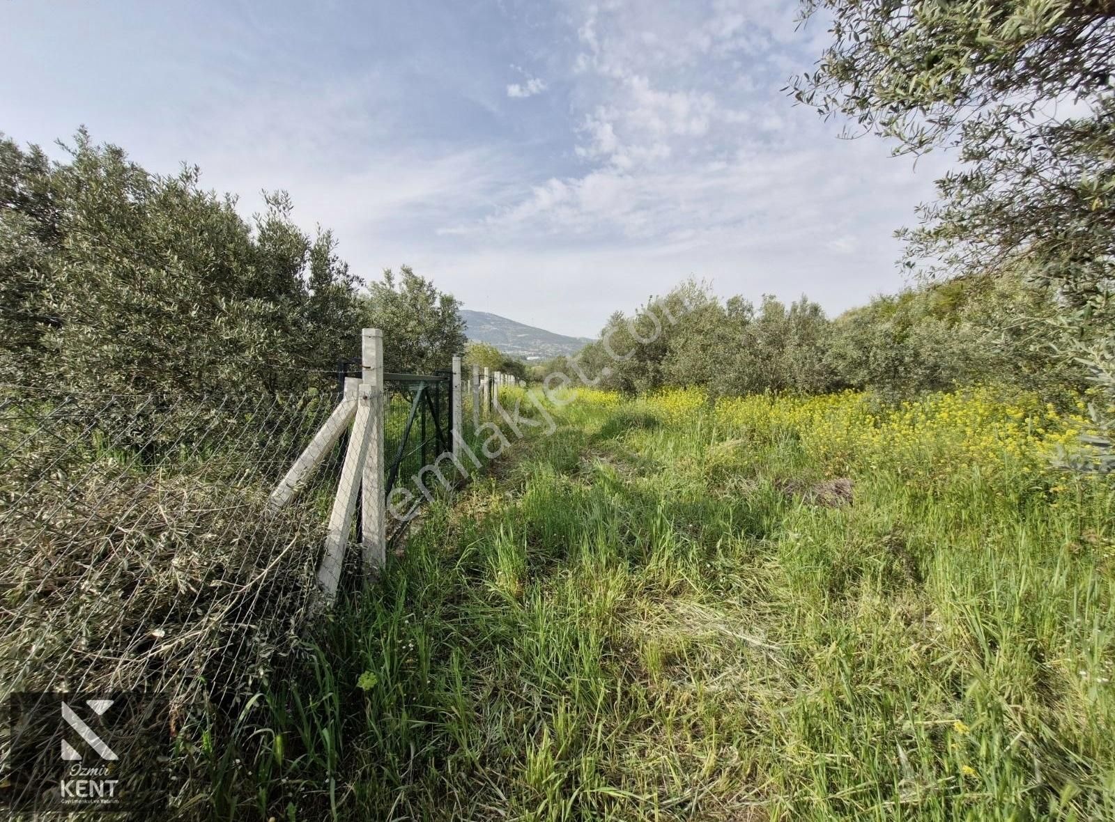 Kemalpaşa Aşağıkızılca Satılık 340 M2 Zeytinlik - Görsel 7