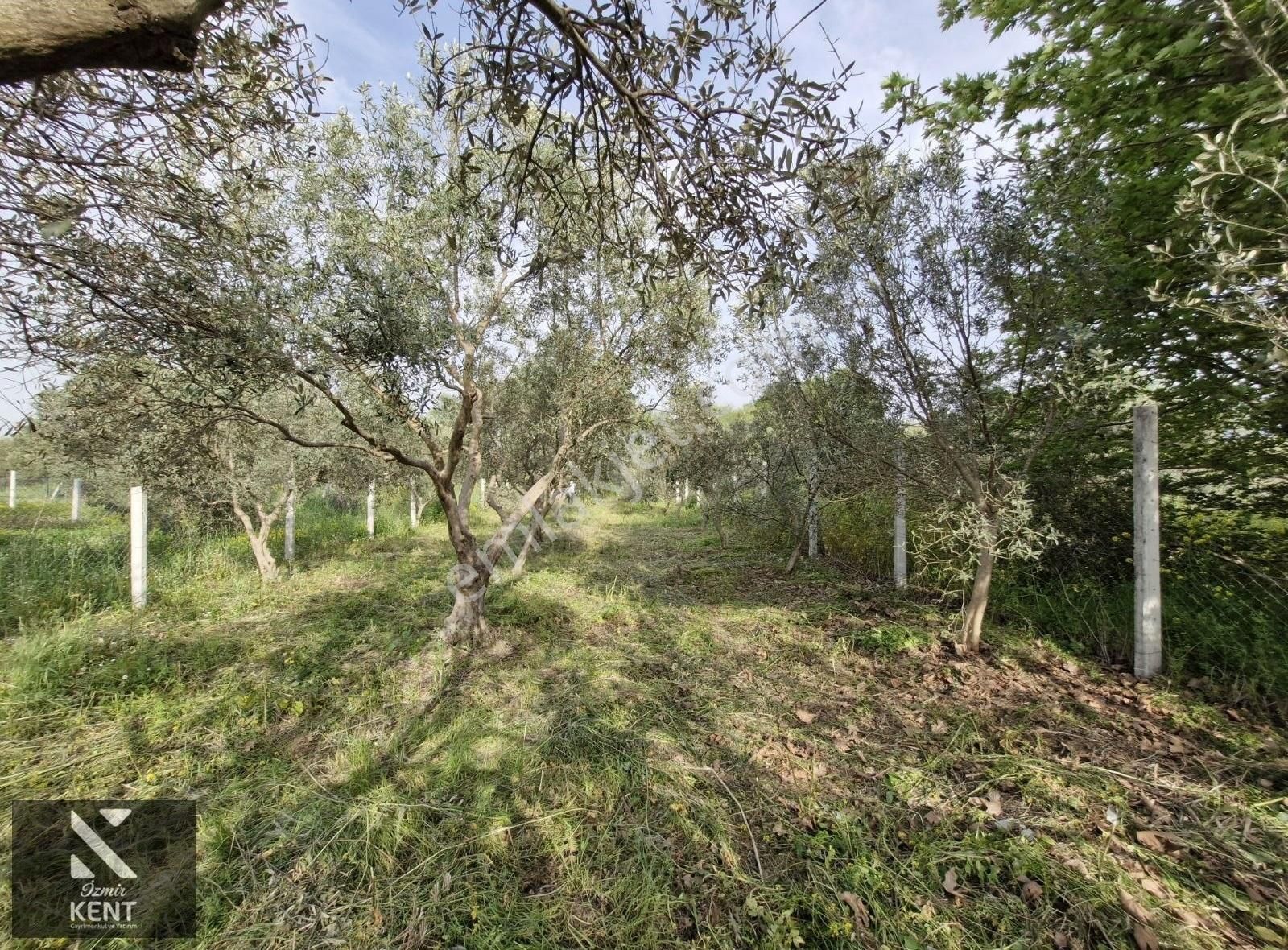 Kemalpaşa Aşağıkızılca Satılık 340 M2 Zeytinlik - Görsel 9