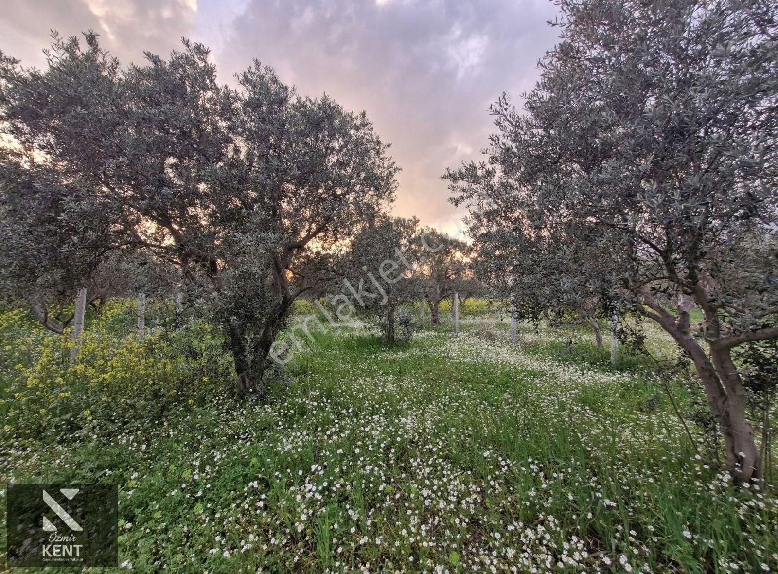 Kemalpaşa Aşağıkızılca Satılık 340 M2 Zeytinlik - Görsel 20
