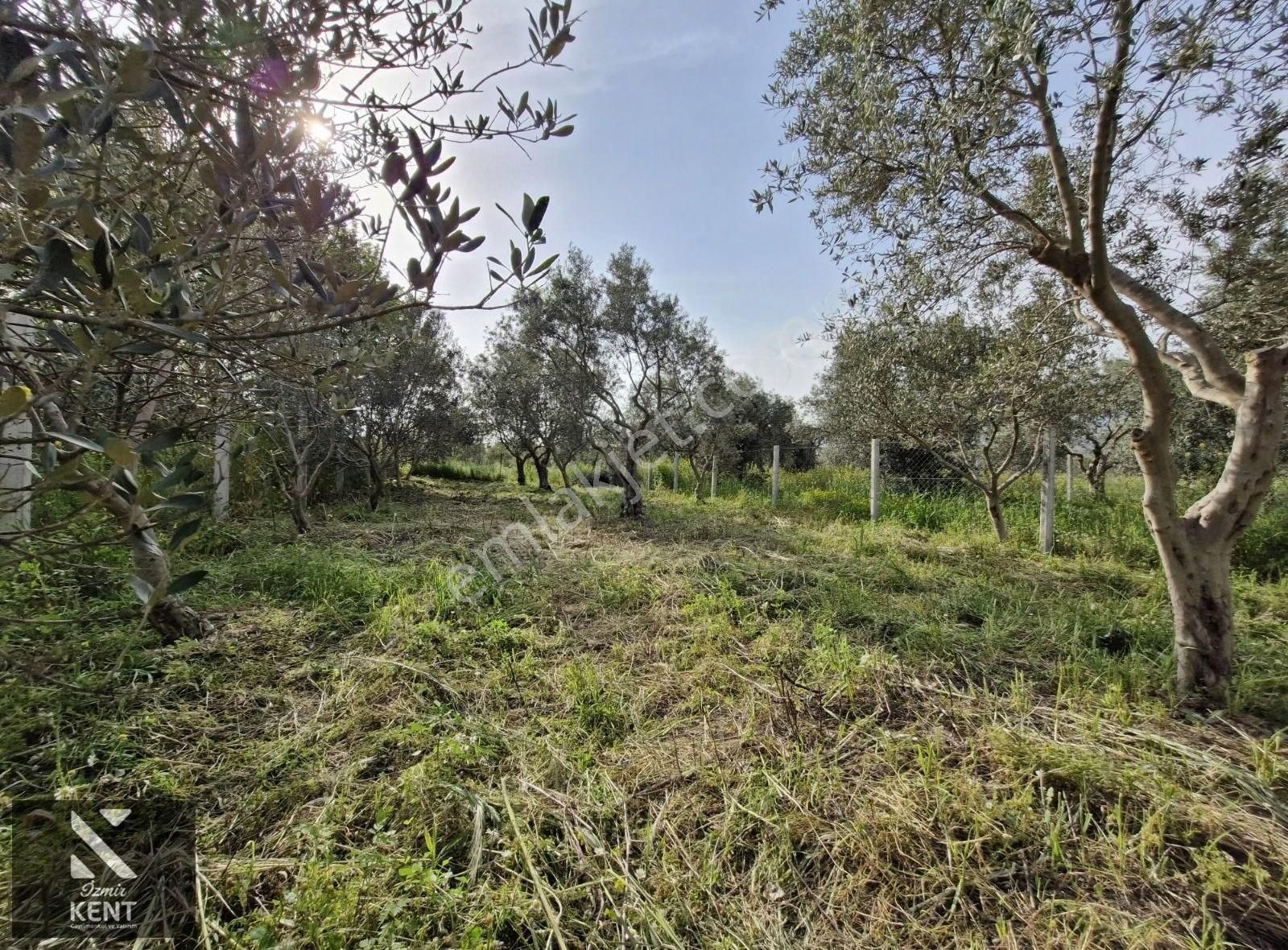 Kemalpaşa Aşağıkızılca Satılık 340 M2 Zeytinlik - Görsel 25