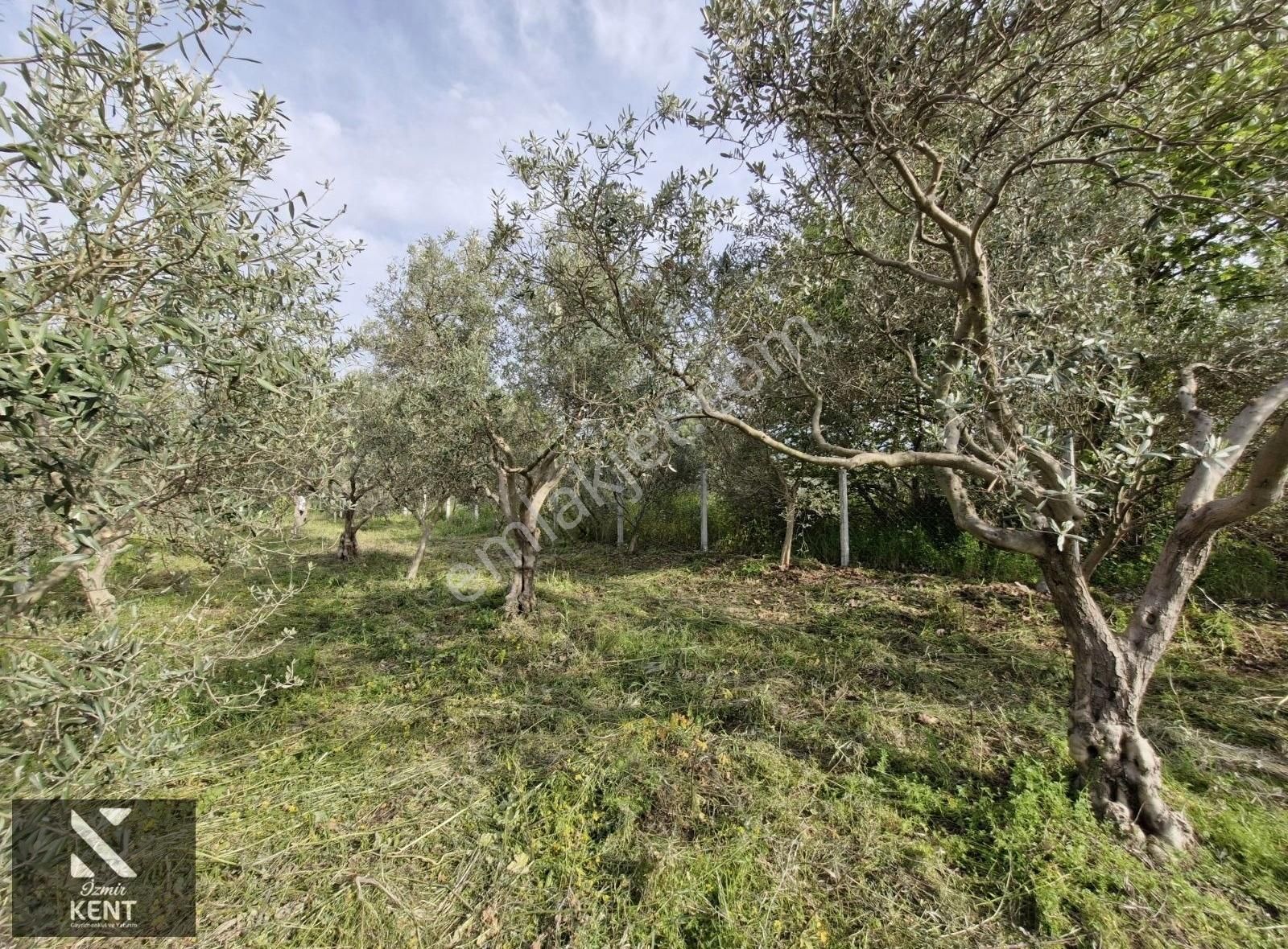 Kemalpaşa Aşağıkızılca Satılık 340 M2 Zeytinlik - Görsel 14