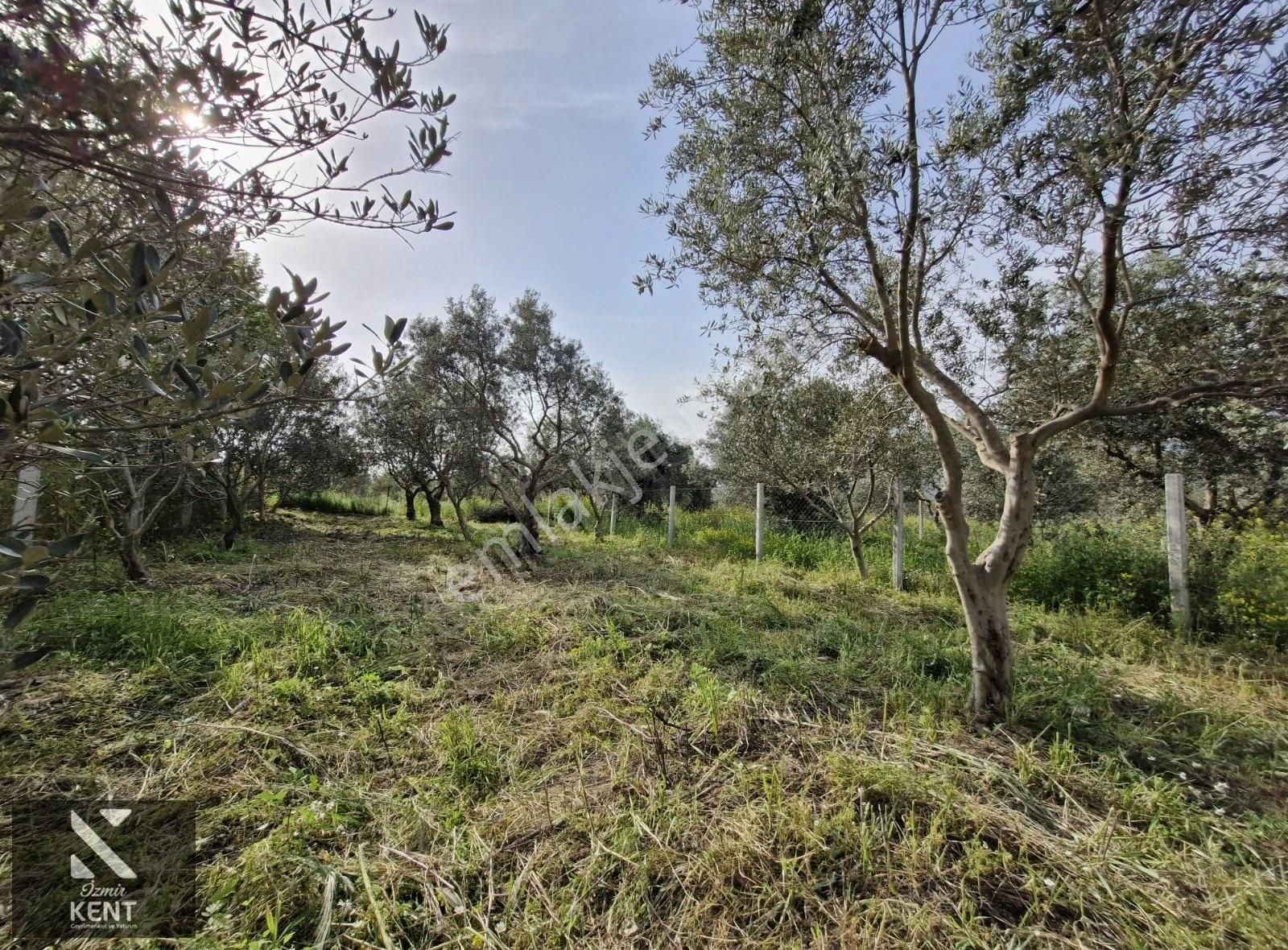 Kemalpaşa Aşağıkızılca Satılık 340 M2 Zeytinlik - Görsel 16