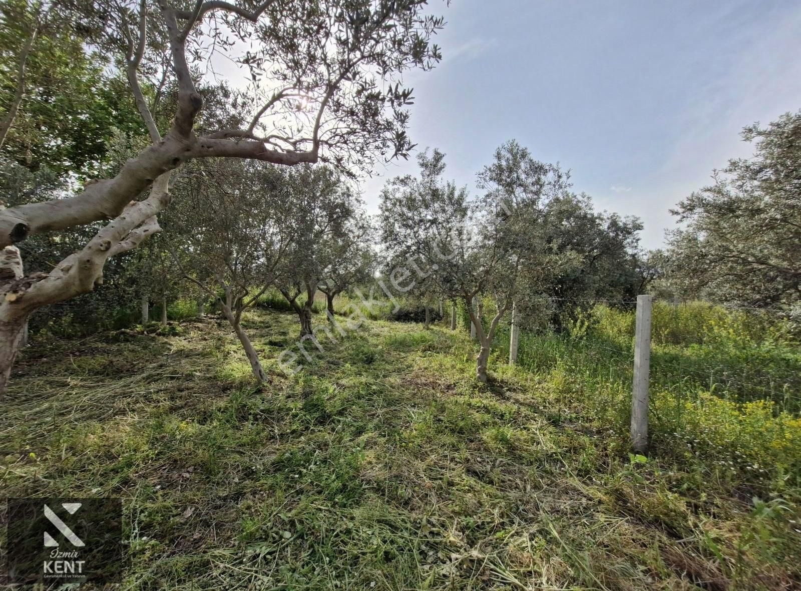 Kemalpaşa Aşağıkızılca Satılık 340 M2 Zeytinlik - Görsel 11
