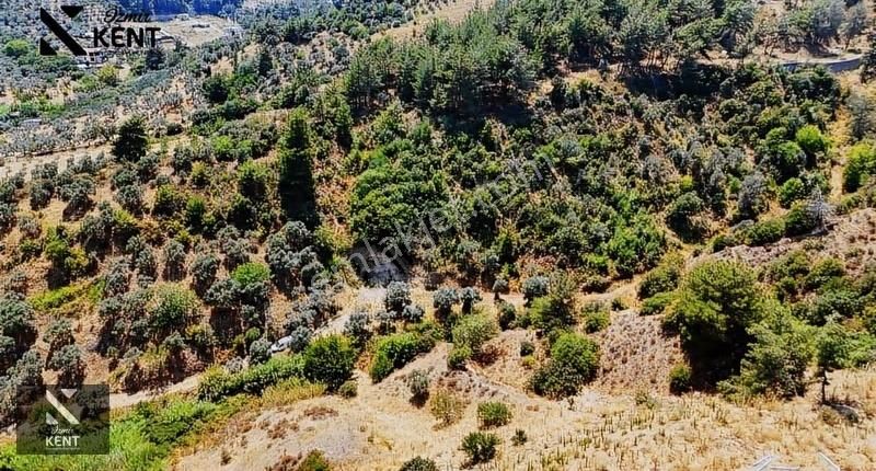 Kemalpaşa Yukarıkızılca Satılık 950 M2 Bahçe Tek Tapu - Görsel 4
