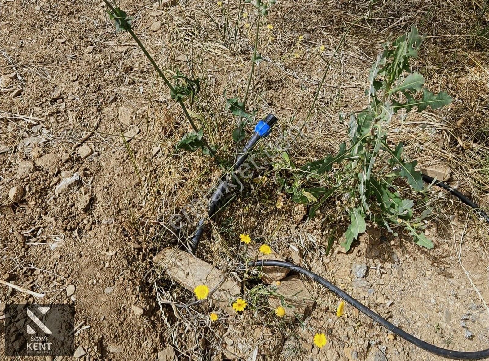 Kemalpaşa Cumalı Satılık 218 M2 Bahçe Elektrik Su Çit - Görsel 4