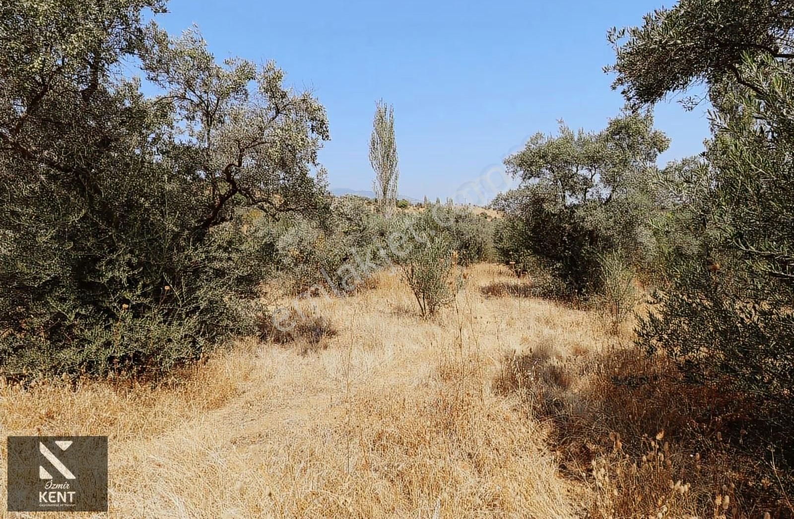 Kemalpaşa Aşağıkızılca Satılık 615 M2 Zeytinlik - Görsel 3