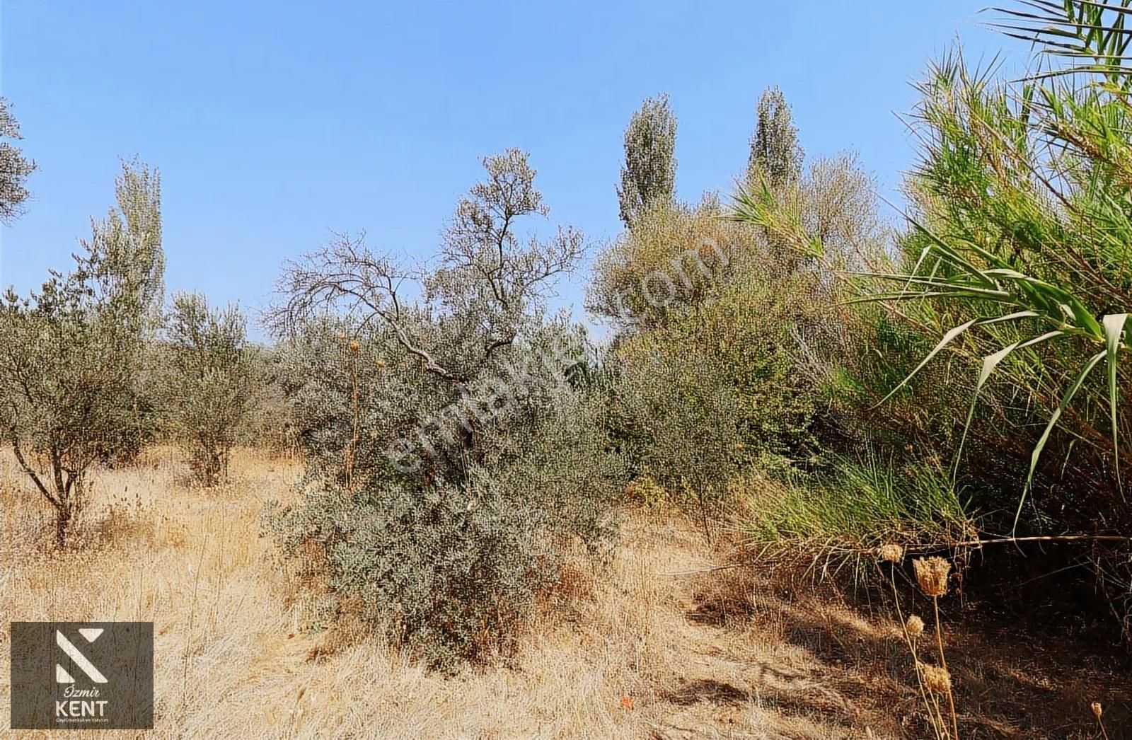 Kemalpaşa Aşağıkızılca Satılık 615 M2 Zeytinlik - Görsel 4