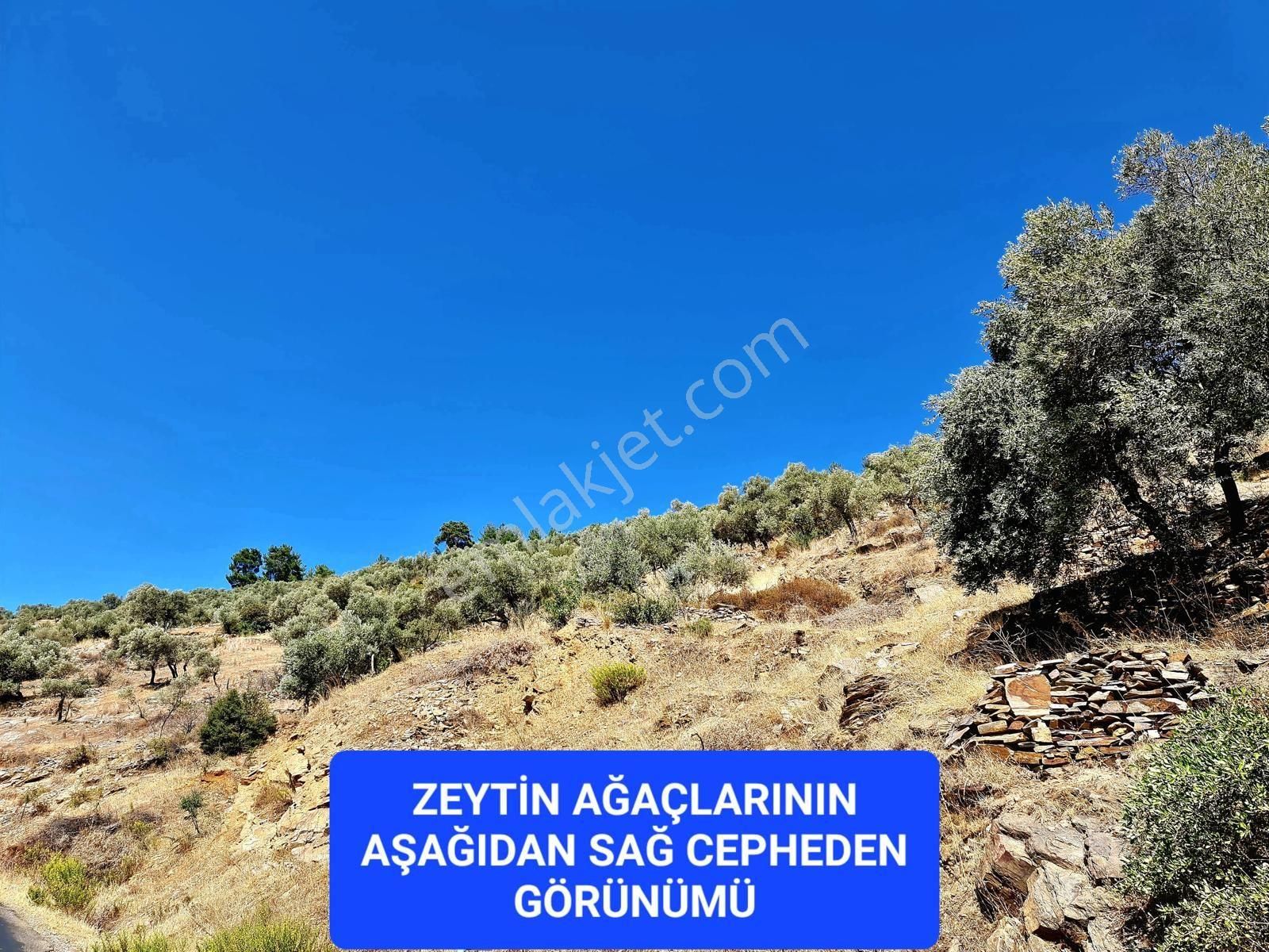 İzmir Bayındır Merkezde 2.167 M2 Ful Manzaralı Yatırımlık Zeytinlik. Açıklamayı Okuyunuz - Görsel 28