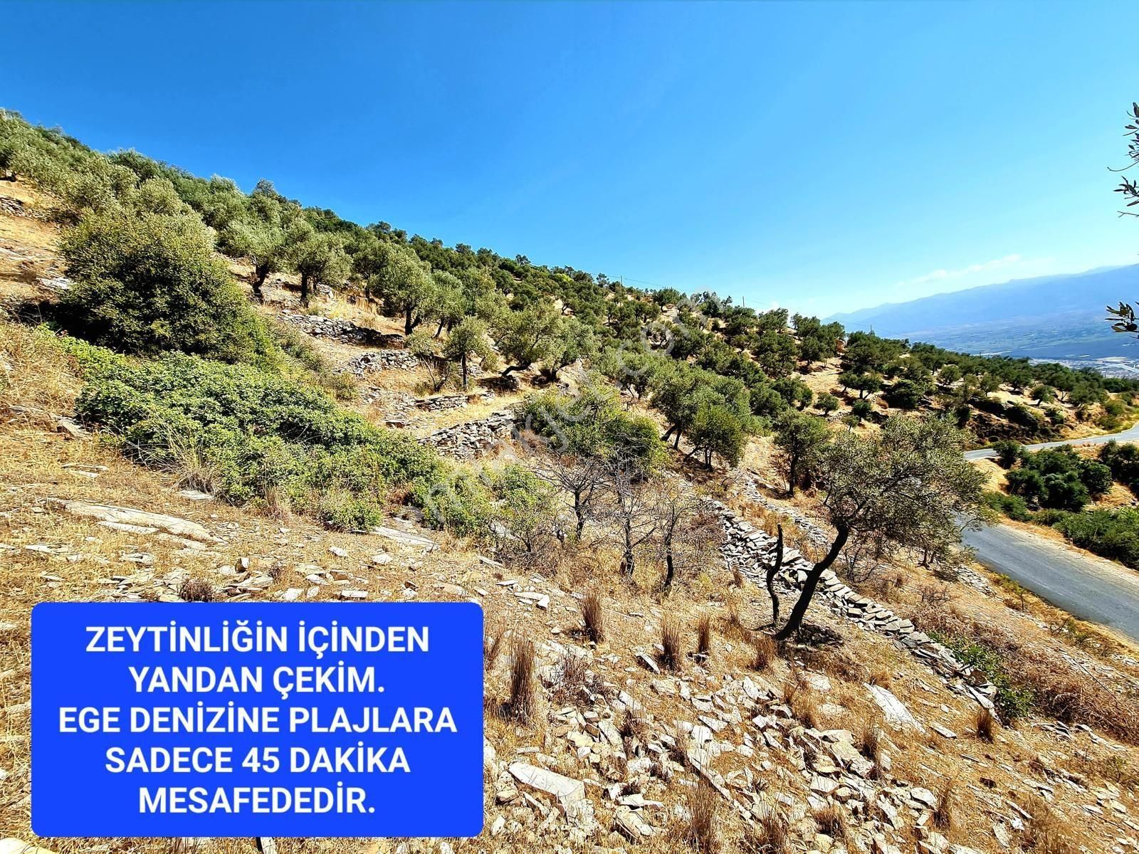 İzmir Bayındır Merkezde 2.167 M2 Ful Manzaralı Yatırımlık Zeytinlik. Açıklamayı Okuyunuz - Görsel 20