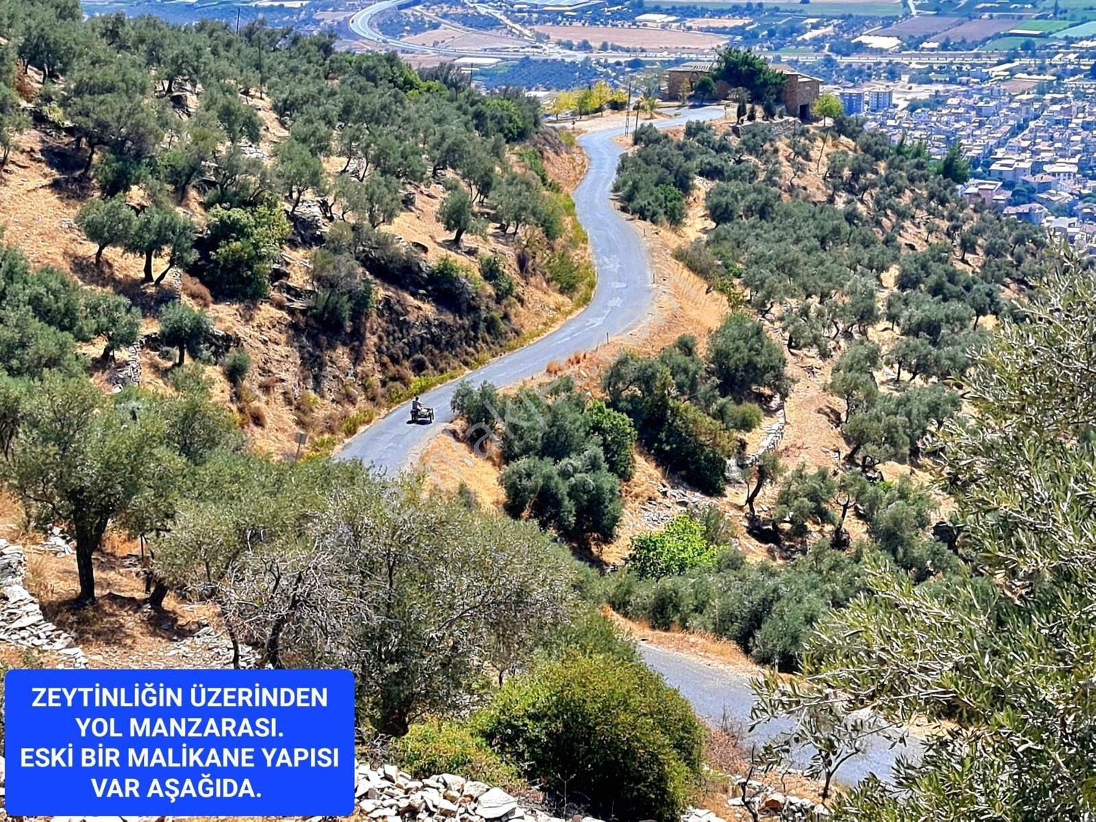 İzmir Bayındır Merkezde 2.167 M2 Ful Manzaralı Yatırımlık Zeytinlik. Açıklamayı Okuyunuz - Görsel 14