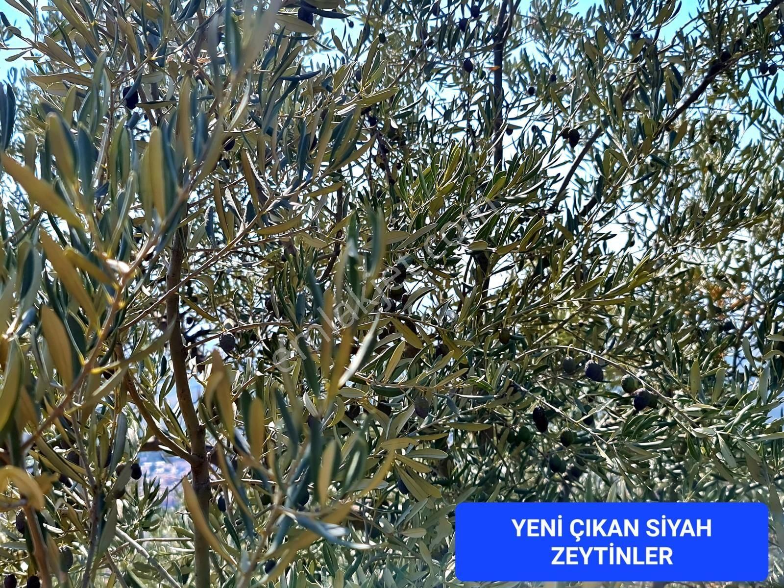 İzmir Bayındır Merkezde 2.167 M2 Ful Manzaralı Yatırımlık Zeytinlik. Açıklamayı Okuyunuz - Görsel 32