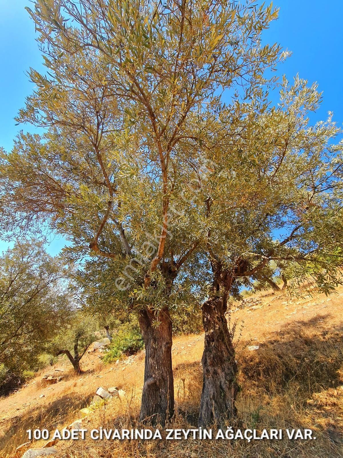 İzmir Bayındır Merkezde 2.167 M2 Ful Manzaralı Yatırımlık Zeytinlik. Açıklamayı Okuyunuz - Görsel 22