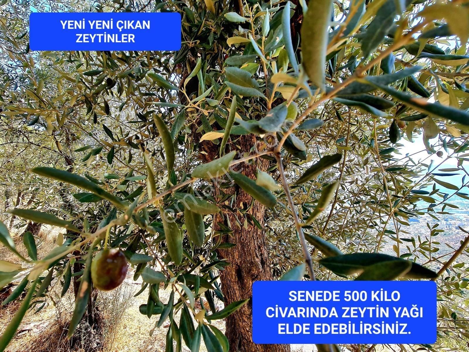 İzmir Bayındır Merkezde 2.167 M2 Ful Manzaralı Yatırımlık Zeytinlik. Açıklamayı Okuyunuz - Görsel 24