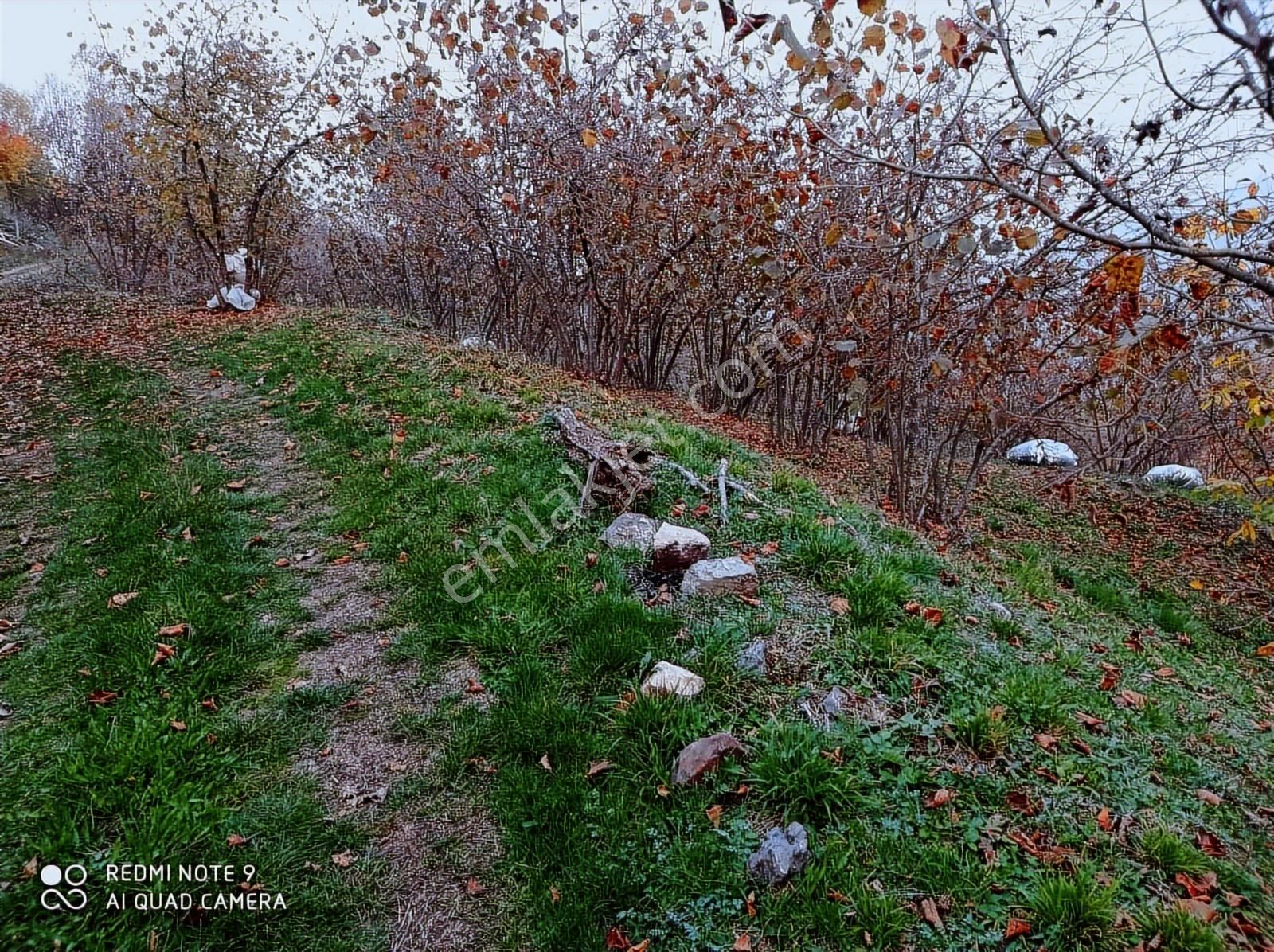 Aydın Emlak'tan Satılık Fındık Bahçesi Taşyatak/akyazı - Görsel 14