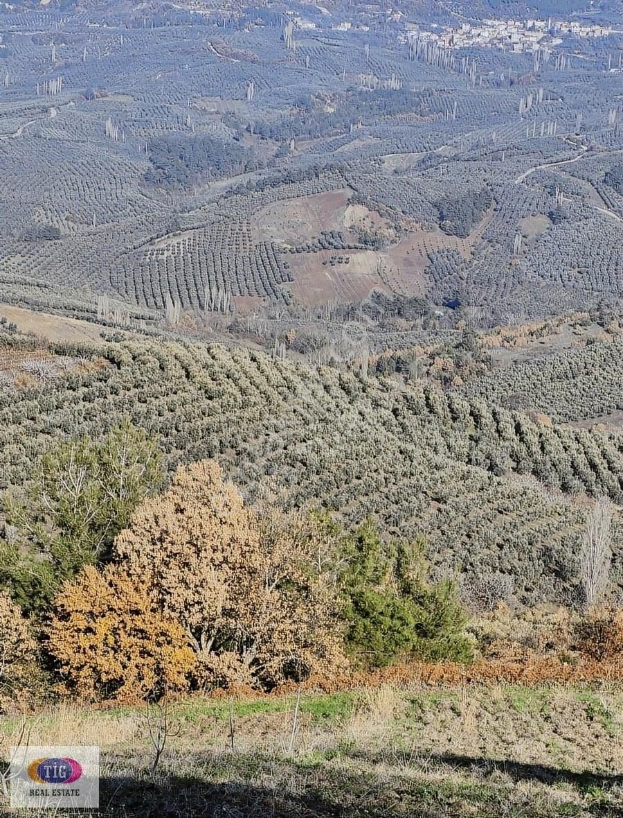 Tek İşim Gayrimenkul'den Osmangazi Seçköy' De Fırsat Tarla - Görsel 5