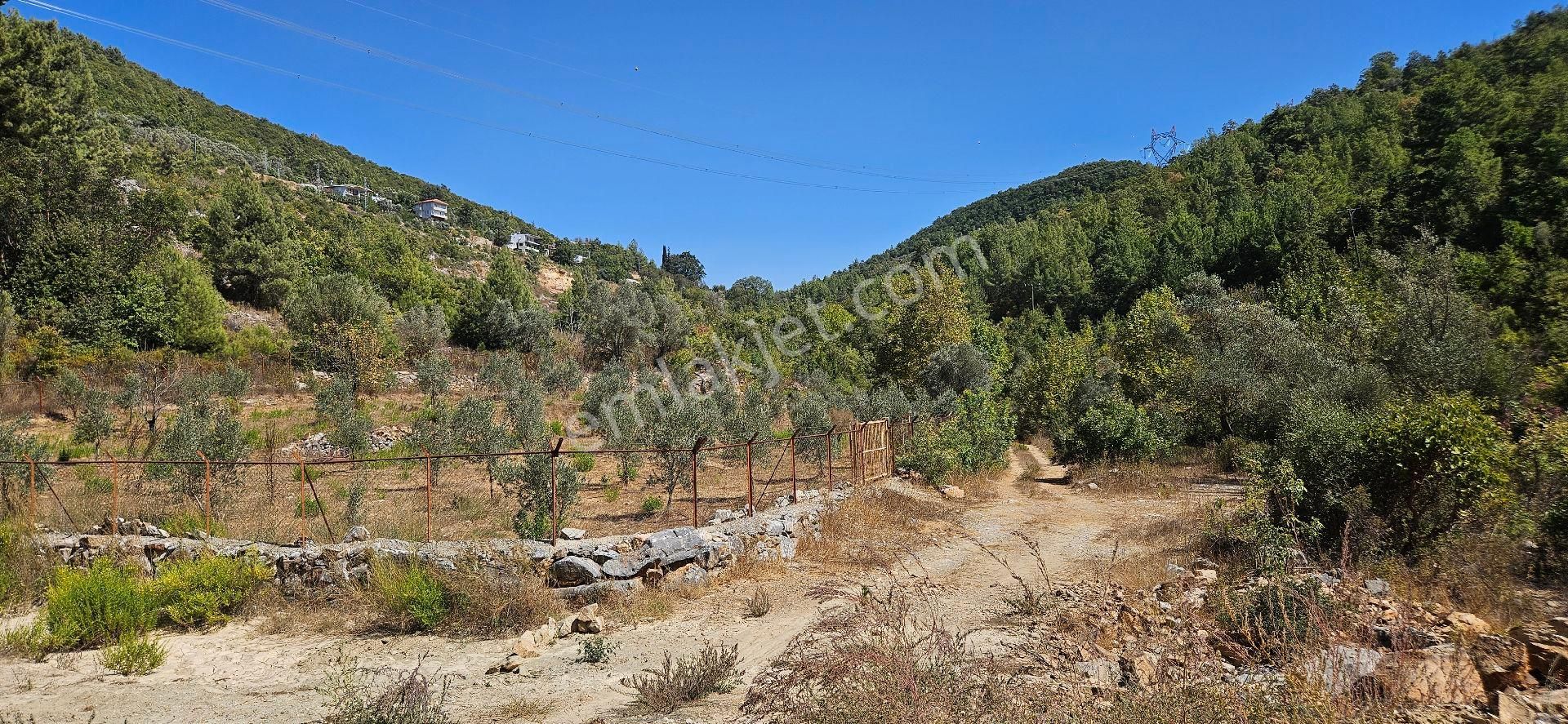 Alanya Mahmutseydi Köyünde Acil Satılık 1.565 Metre Tarla Hazır Kurulu Bahçe - Görsel 3