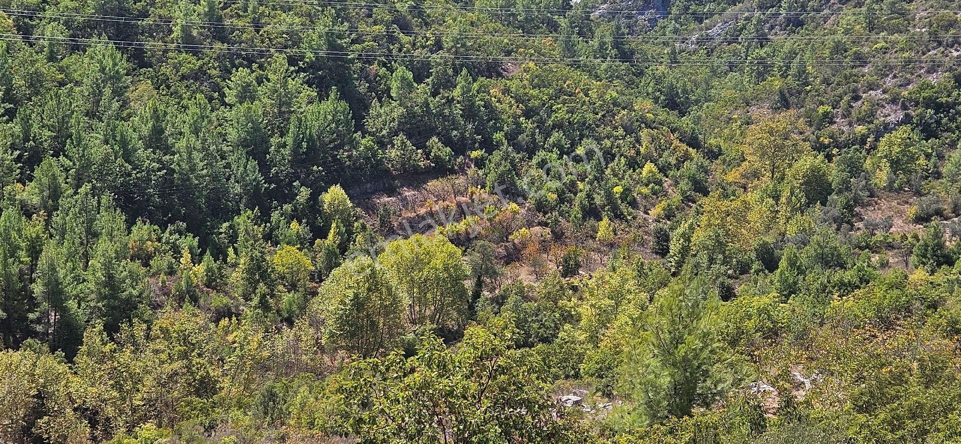Alanya Mahmutseydi Köyünde Acil Satılık 1.565 Metre Tarla Hazır Kurulu Bahçe - Görsel 33