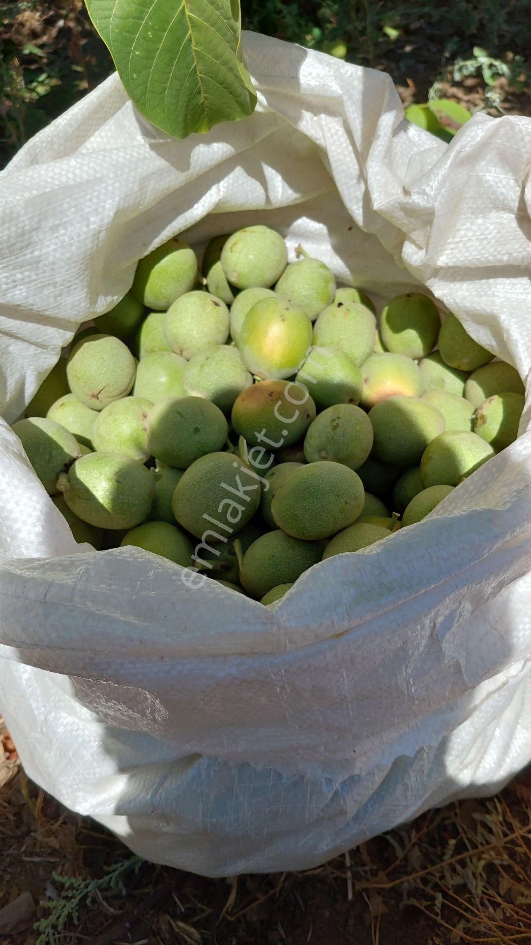 Sıfır Ev Düz Arazi - Görsel 2