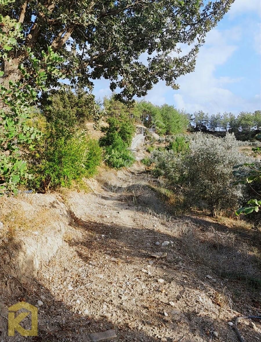 Koyuncuoğlu'ndan Hurma Ve Zeytin Ağaçlı Yatırımlık Bahçe - Görsel 19