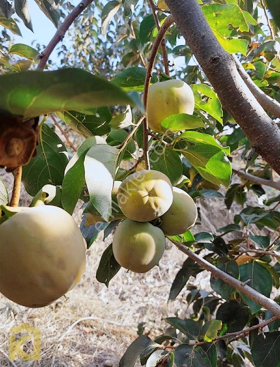 Koyuncuoğlu'ndan Hurma Ve Zeytin Ağaçlı Yatırımlık Bahçe - Görsel 15