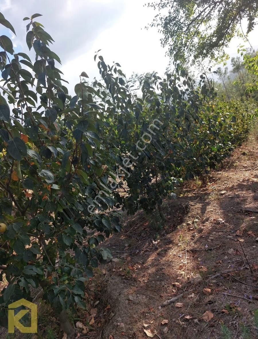 Koyuncuoğlu'ndan Hurma Ve Zeytin Ağaçlı Yatırımlık Bahçe - Görsel 4