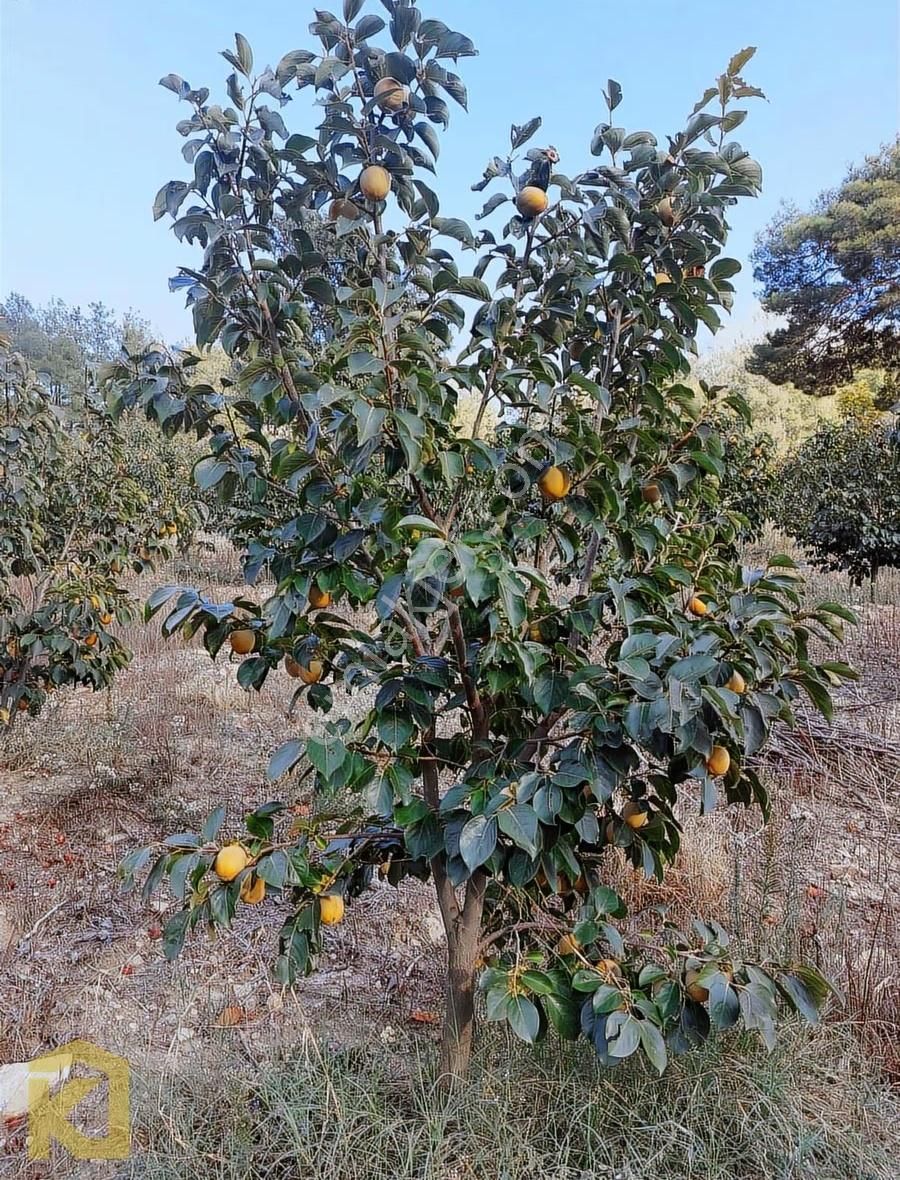 Koyuncuoğlu'ndan Hurma Ve Zeytin Ağaçlı Yatırımlık Bahçe - Görsel 16