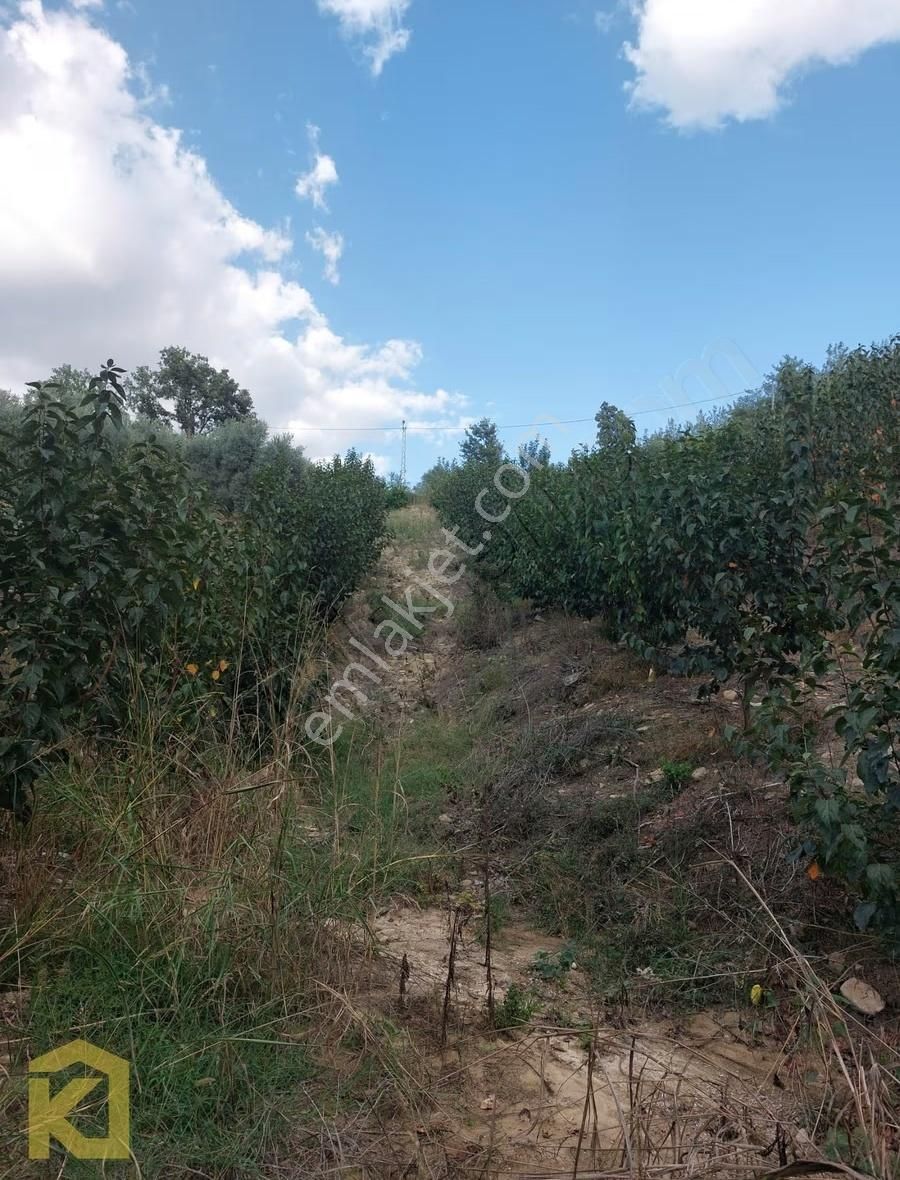 Koyuncuoğlu'ndan Hurma Ve Zeytin Ağaçlı Yatırımlık Bahçe - Görsel 29