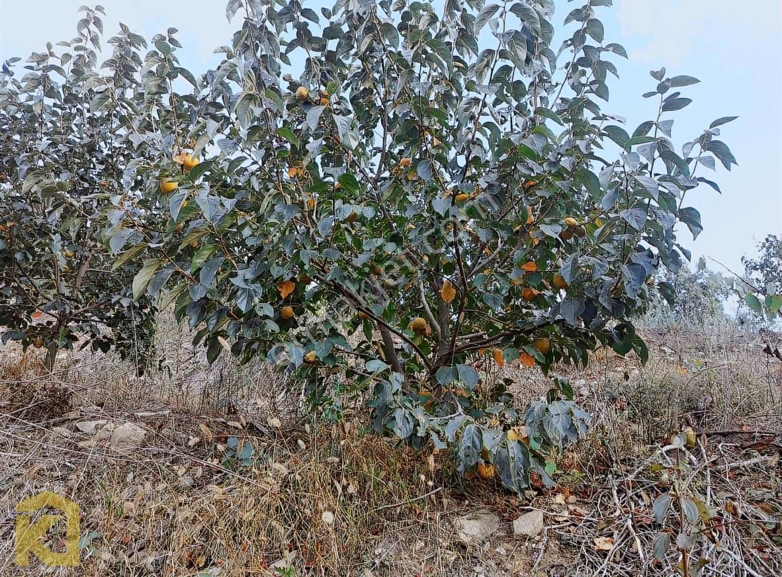 Koyuncuoğlu'ndan Hurma Ve Zeytin Ağaçlı Yatırımlık Bahçe - Görsel 30