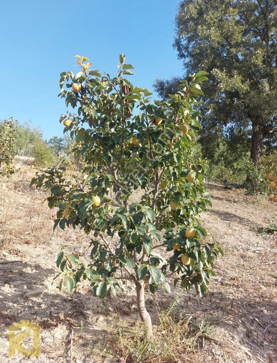 Koyuncuoğlu'ndan Hurma Ve Zeytin Ağaçlı Yatırımlık Bahçe - Görsel 3