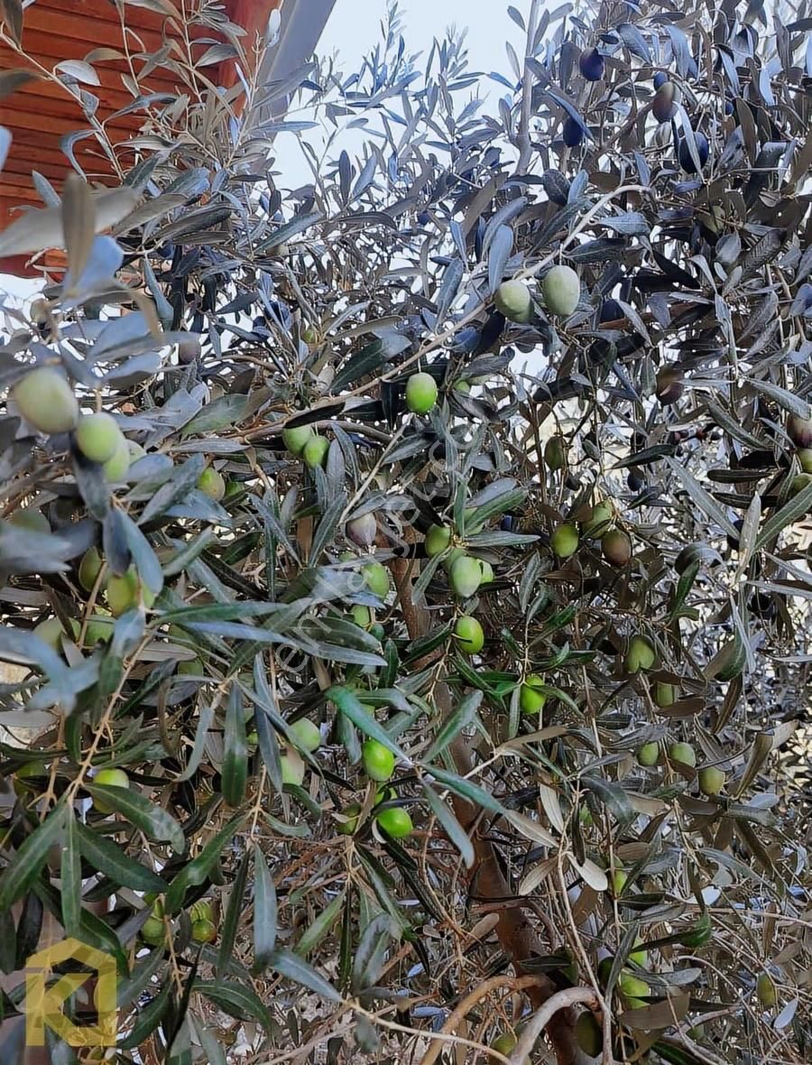 Koyuncuoğlu'ndan Hurma Ve Zeytin Ağaçlı Yatırımlık Bahçe - Görsel 33
