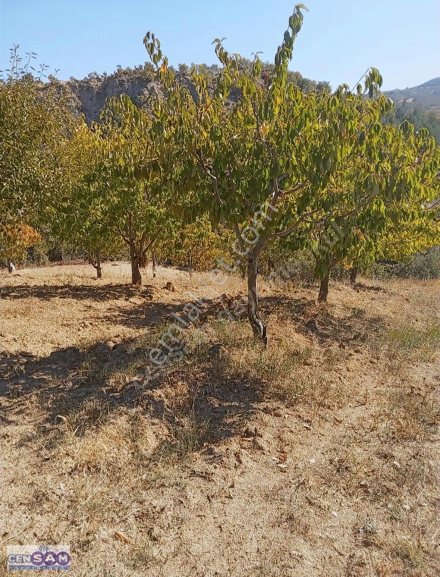 Manisa Demirci'de 7.473 M2 Asfalt Yola Cephe Ekili Meyve Bahçesi - Görsel 4