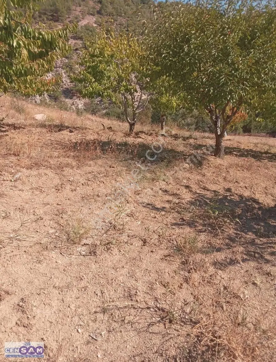 Manisa Demirci'de 7.473 M2 Asfalt Yola Cephe Ekili Meyve Bahçesi - Görsel 5
