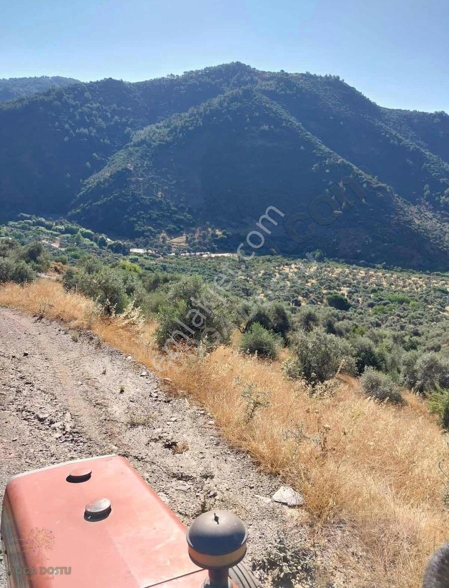 Doğa Dostu'ndan Bayındır Yakapınar 19 Dönüm Zeytinlik - Görsel 24