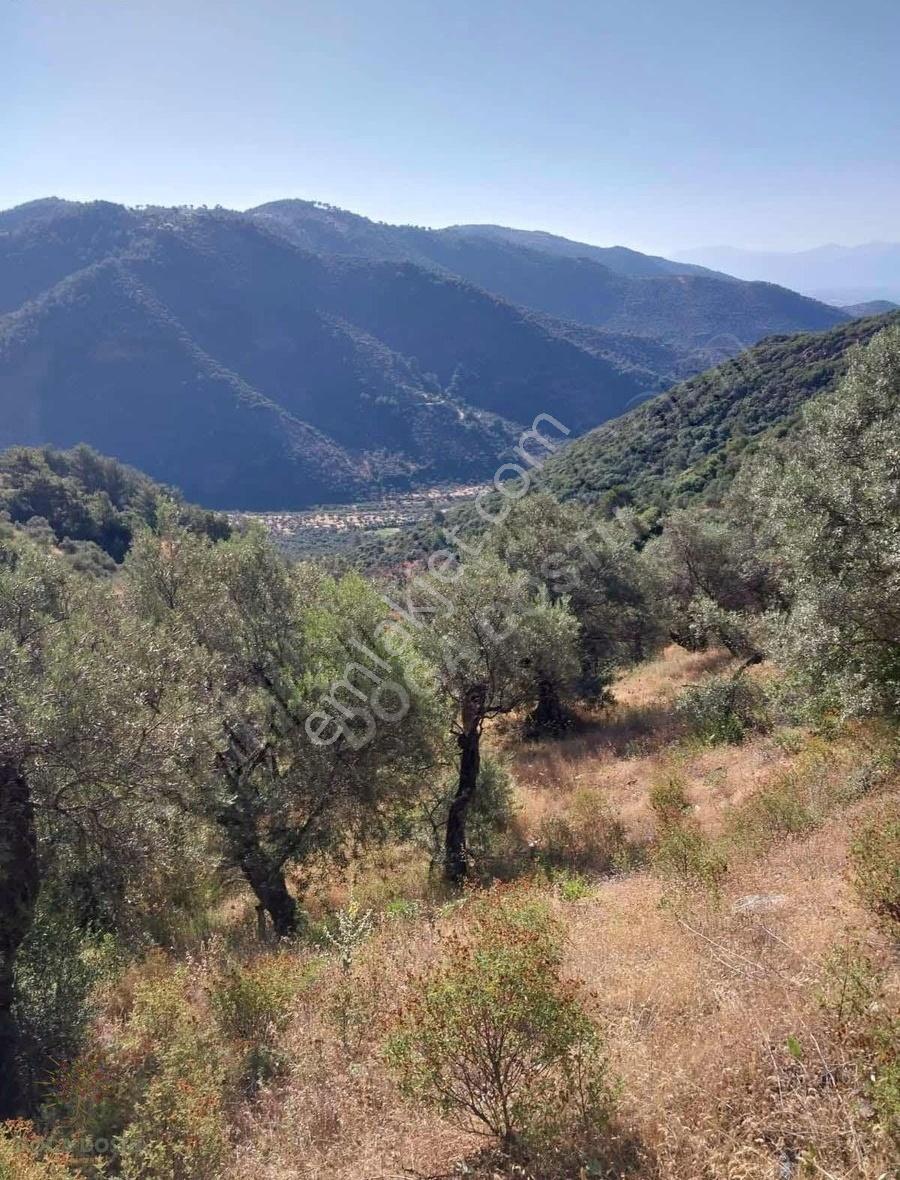 Doğa Dostu'ndan Bayındır Yakapınar 19 Dönüm Zeytinlik - Görsel 16