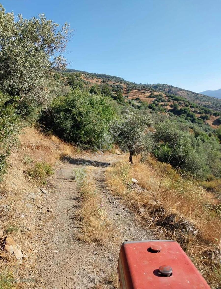 Doğa Dostu'ndan Bayındır Yakapınar 19 Dönüm Zeytinlik - Görsel 28