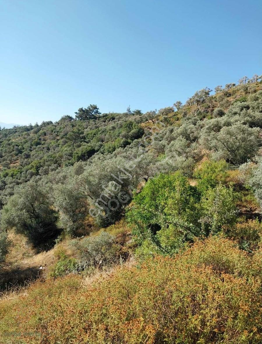 Doğa Dostu'ndan Bayındır Yakapınar 19 Dönüm Zeytinlik - Görsel 27