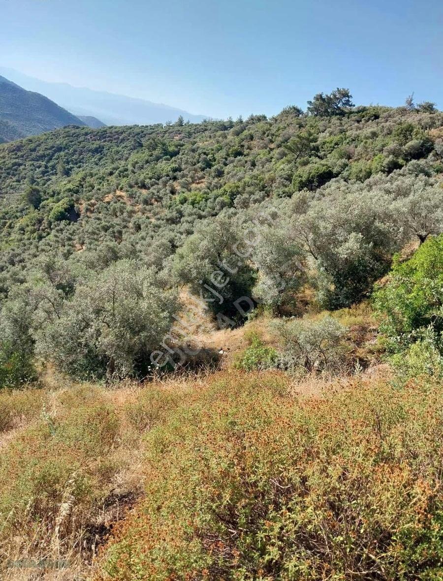 Doğa Dostu'ndan Bayındır Yakapınar 19 Dönüm Zeytinlik - Görsel 34