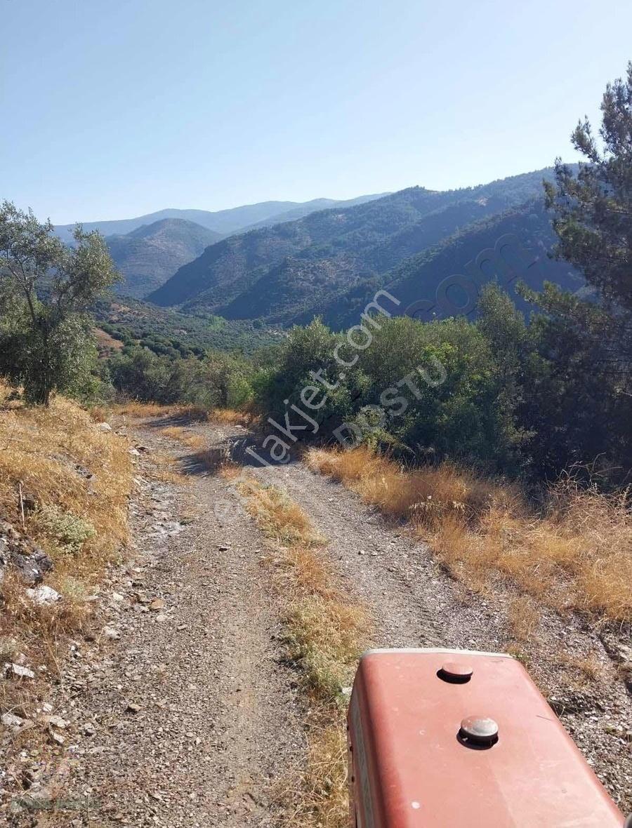Doğa Dostu'ndan Bayındır Yakapınar 19 Dönüm Zeytinlik - Görsel 6