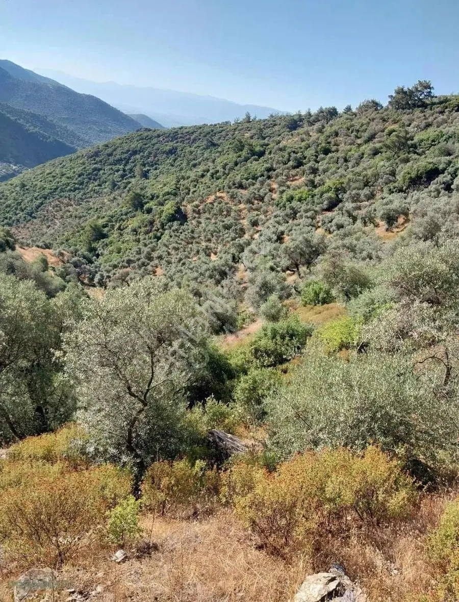 Doğa Dostu'ndan Bayındır Yakapınar 19 Dönüm Zeytinlik - Görsel 5