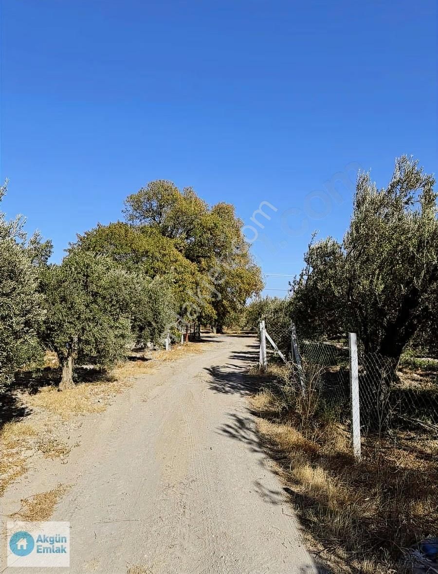 Süleymanlı Mah. Cezaevi Yoluna 50 M Tek Tapu 2220 M2 Zeytinlik - Görsel 4