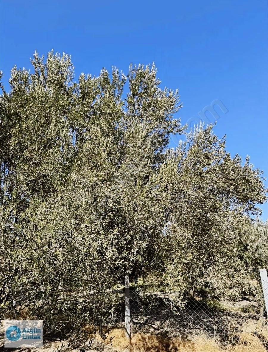 Süleymanlı Mah. Cezaevi Yoluna 50 M Tek Tapu 2220 M2 Zeytinlik - Görsel 6