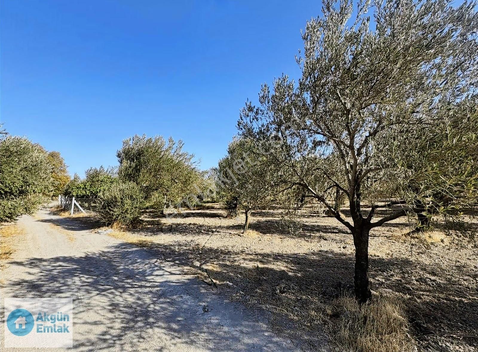 Süleymanlı Mah. Cezaevi Yoluna 50 M Tek Tapu 2220 M2 Zeytinlik - Görsel 10