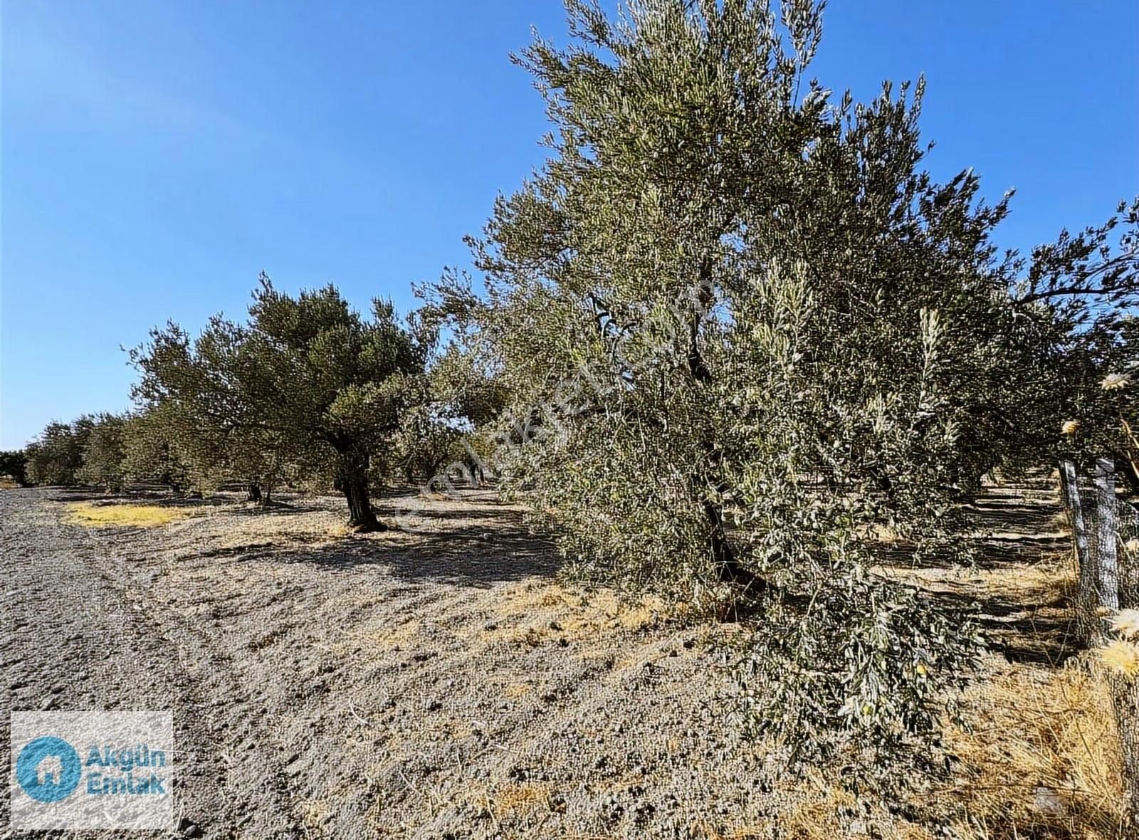Süleymanlı Mah. Cezaevi Yoluna 50 M Tek Tapu 2220 M2 Zeytinlik - Görsel 9