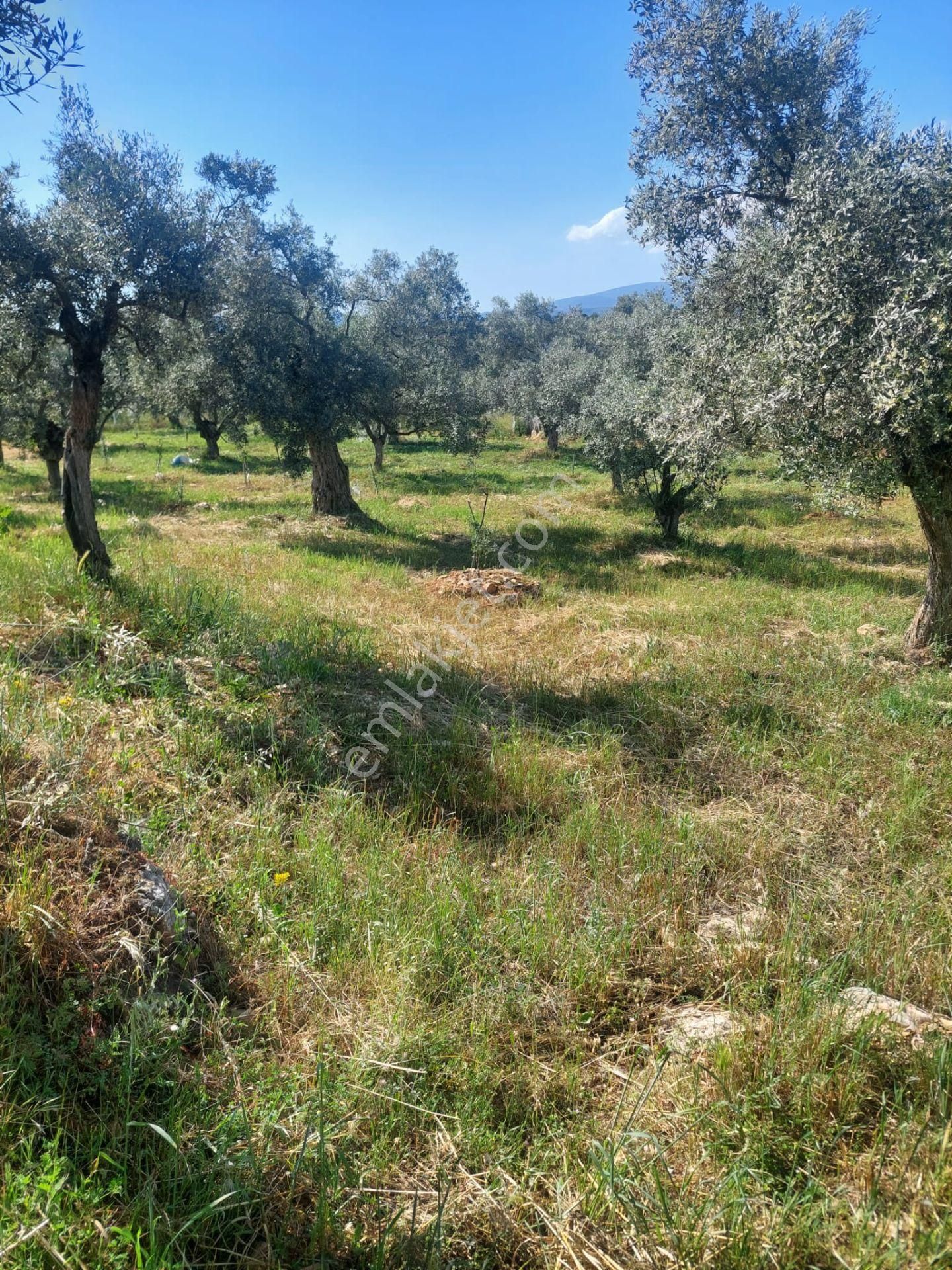 İzmir Torbalı Gold Emlaktan Satılık Zeytin Bahçesi - Görsel 11