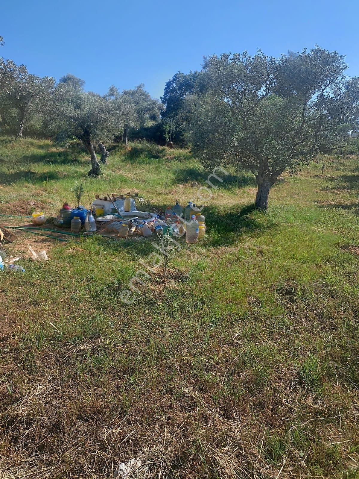 İzmir Torbalı Gold Emlaktan Satılık Zeytin Bahçesi - Görsel 9