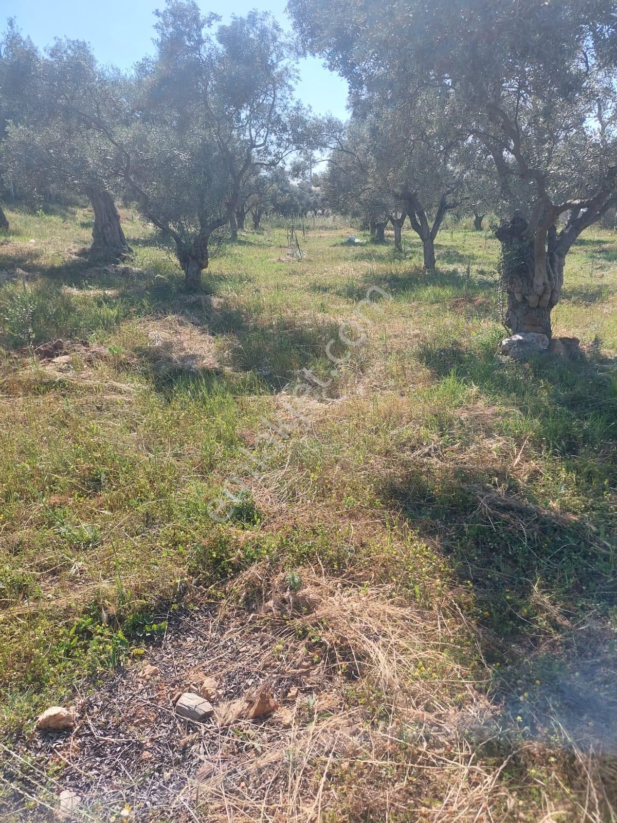 İzmir Torbalı Gold Emlaktan Satılık Zeytin Bahçesi - Görsel 8