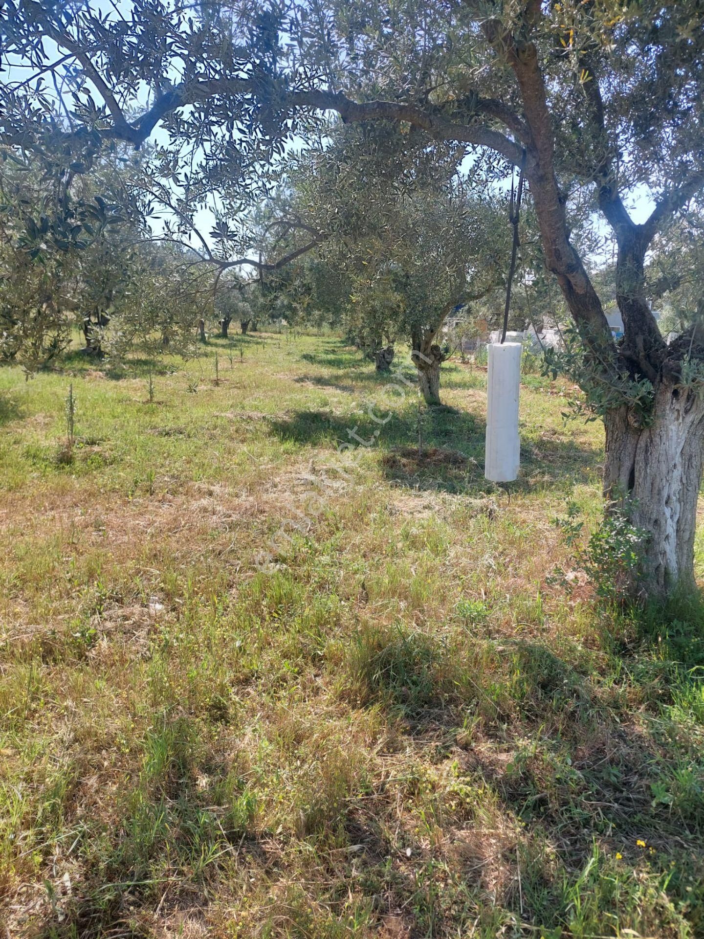 İzmir Torbalı Gold Emlaktan Satılık Zeytin Bahçesi - Görsel 15