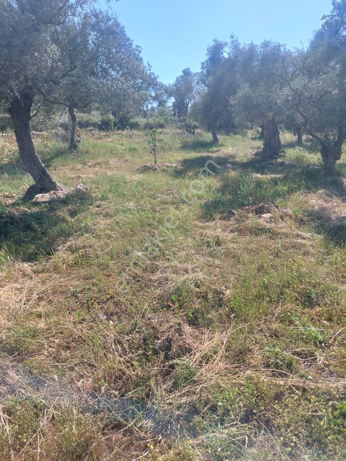 İzmir Torbalı Gold Emlaktan Satılık Zeytin Bahçesi - Görsel 6