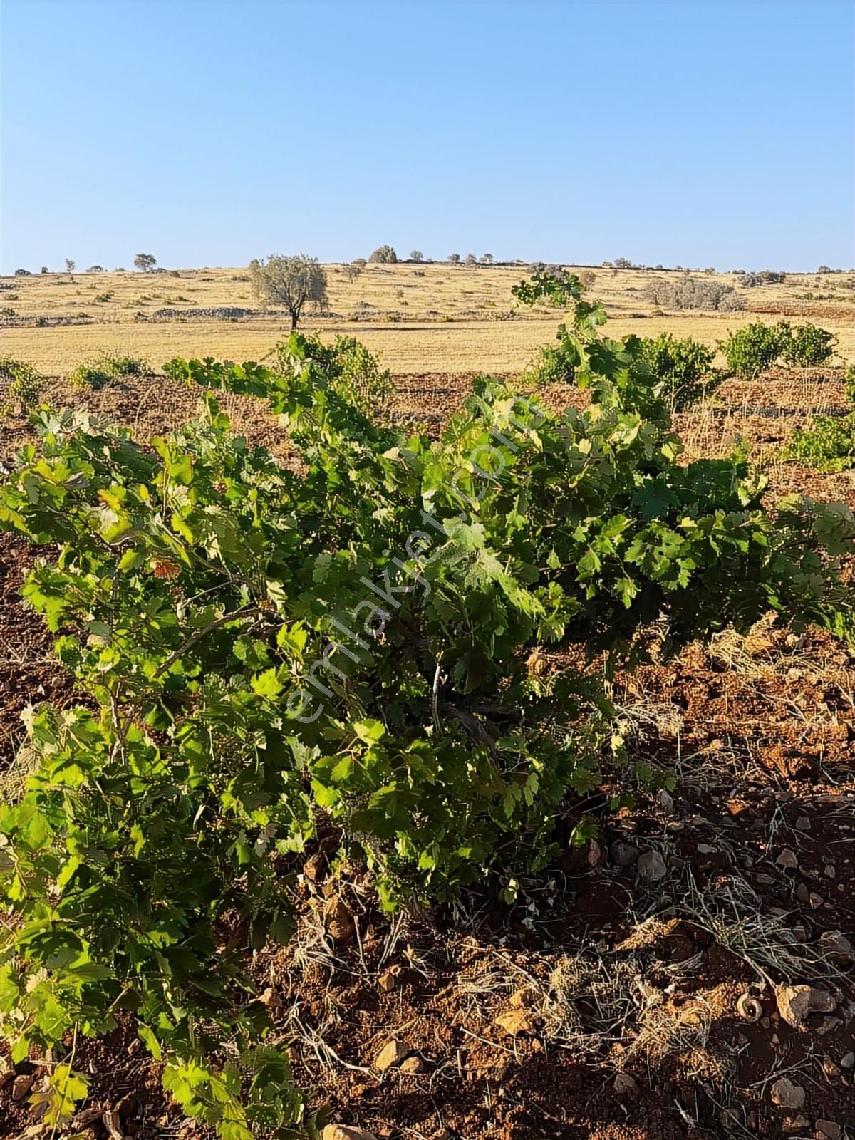 Kılıç Group 'tan Bağlar Da İmar Sınırında Yatırımlık Arazi - Görsel 5