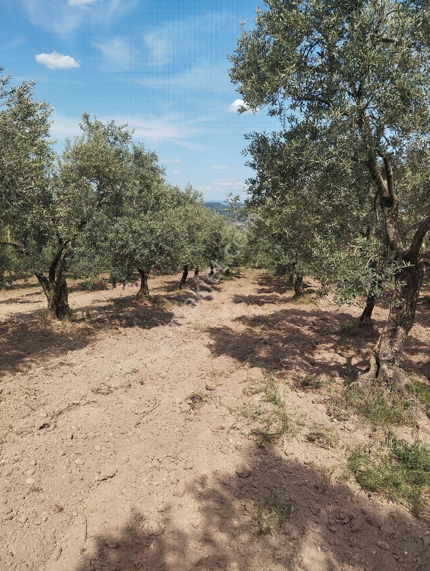 Sahibinden Satılık Zeytinlik - Görsel 3